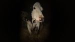 Watch Cow Putlocker