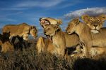 Watch Lion Gangland Putlocker
