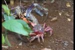 Watch March of the Crabs Putlocker