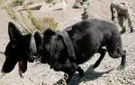 Watch SEAL Dog Putlocker