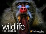Watch Asia\'s Deadliest Snakes Putlocker