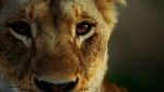 Watch Malika the Lion Queen Putlocker