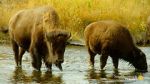 Watch The Last Buffalo Putlocker