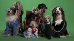 Watch Heidi 4 Paws Putlocker