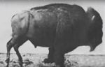 Watch Buffalo Running Putlocker