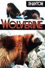 Watch National Geographic  Phantom Wolverine Putlocker