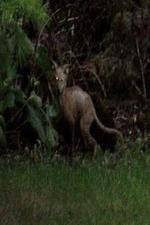 Watch National Geographic Hunt For El Chupacabra Putlocker