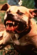 Watch Dogfighting Undercover Putlocker