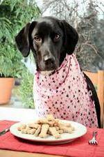 Watch The Truth About Your Dogs Food Putlocker