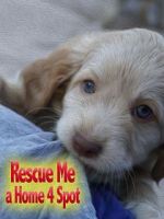 Watch Rescue Me: A Home 4 Spot Putlocker