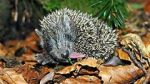 Watch Year of the Hedgehog Putlocker