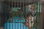 Watch The Tiger Mafia Putlocker