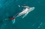Watch Shark vs. Whale Putlocker